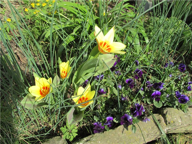 tulipani2